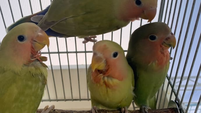 インコ雛ちゃん!インコ若鳥ちゃん!