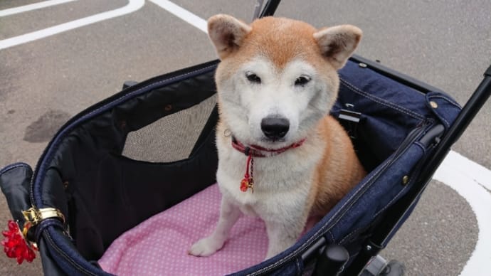 バギーデビュー 190826