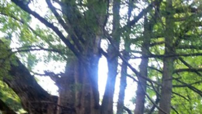 西椎屋の大銀杏 大分県宇佐市院内町