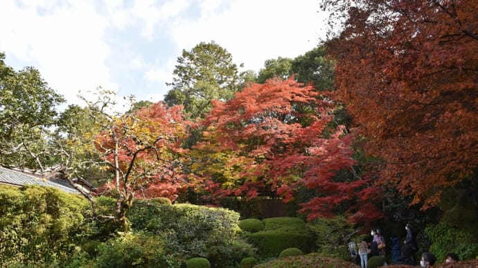 もみじ狩り　京都府左京区　紅葉名所めぐり2日目　【4】-（完）詩仙堂丈山寺　サザンカで有名らしい