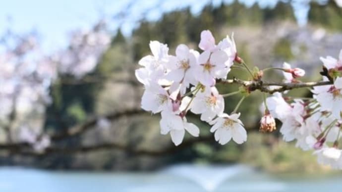 薬勝寺池公園の桜