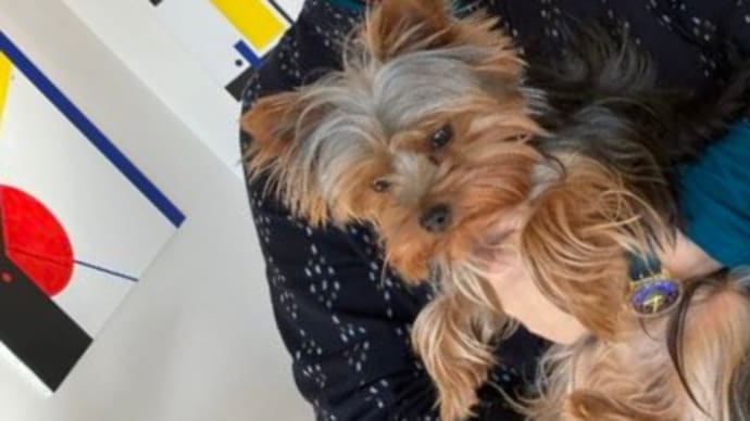 高齢者と犬