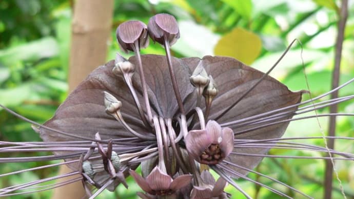 夏の花:ブラックキャット