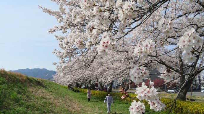 ちょこっと桜散歩！