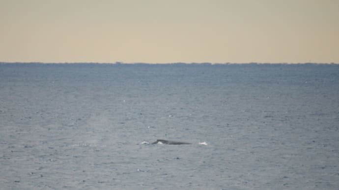イルカとクジラのオンパレード🐋🐬