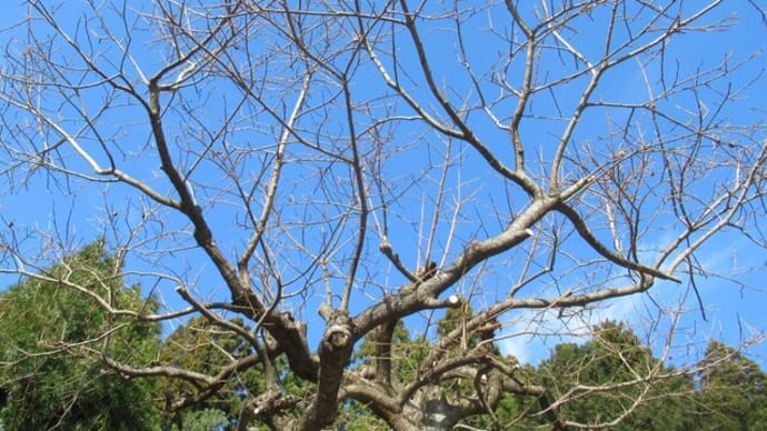 柿の木などの剪定をする