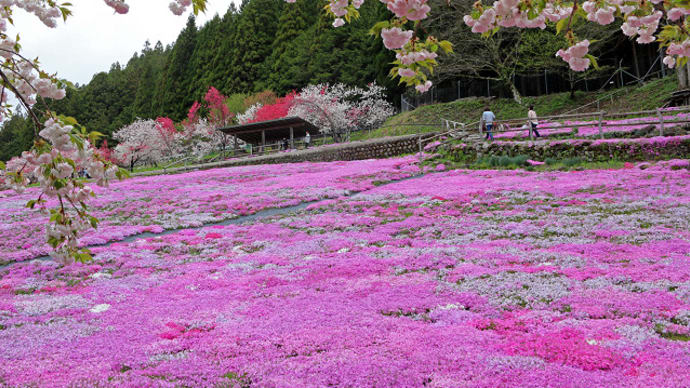 せせらぎ街道明宝 國田家の芝桜 4
