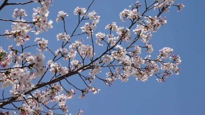 桜流しの前に