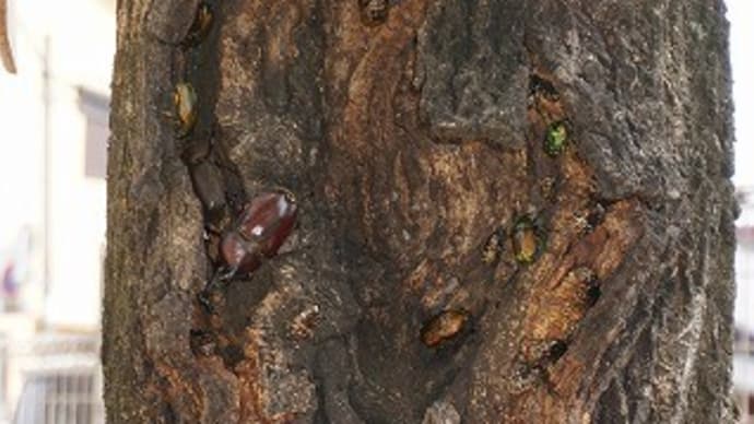 カブトムシ 元気です7/17