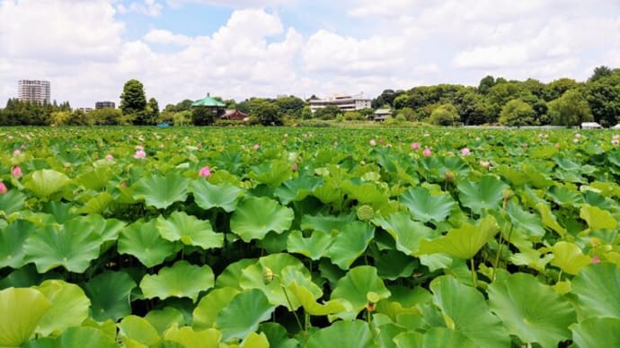 不忍池の蓮