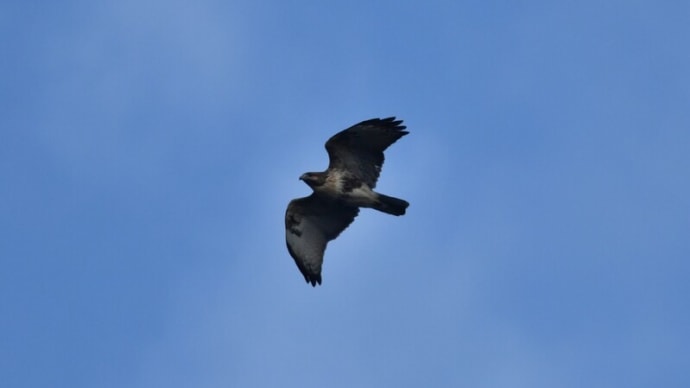 粟島の野鳥たち ノスリ