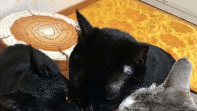 猫大好きシーバタイム❤︎