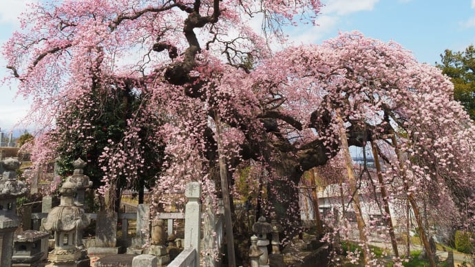 「日輪寺のしだれ桜」が見頃になりました・・・(本宮市)