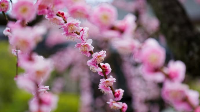 結城神社の枝垂れ梅 1 (三重県津市)