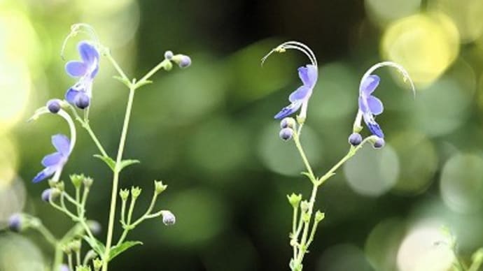 まずは植物多様性センターから~神代植物公園①~