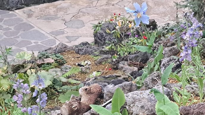 希少な青いケシの花・・・