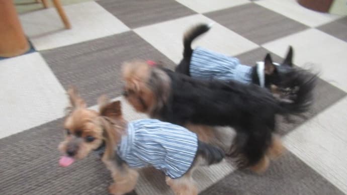 21/09/20 犬の幼稚園BuddyDog