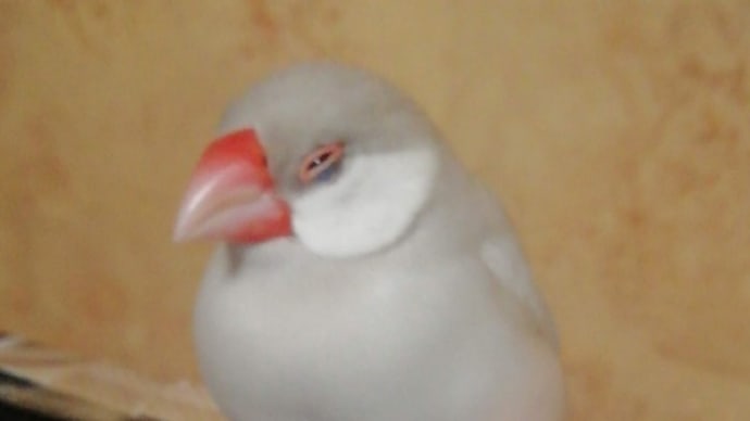 うとうとするシルバー文鳥しーちゃん