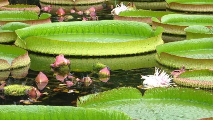 メモ帳1459ページ 水生植物と熱帯スイレン