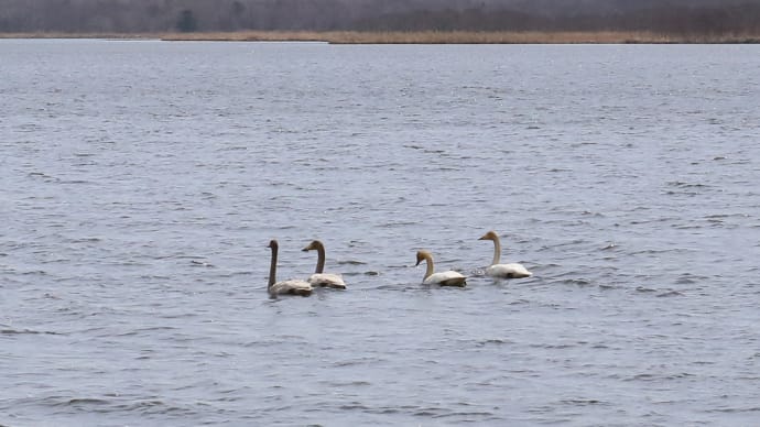 4月のウトナイ湖/苫小牧3