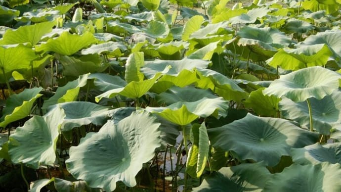 夏の棚田に咲く花