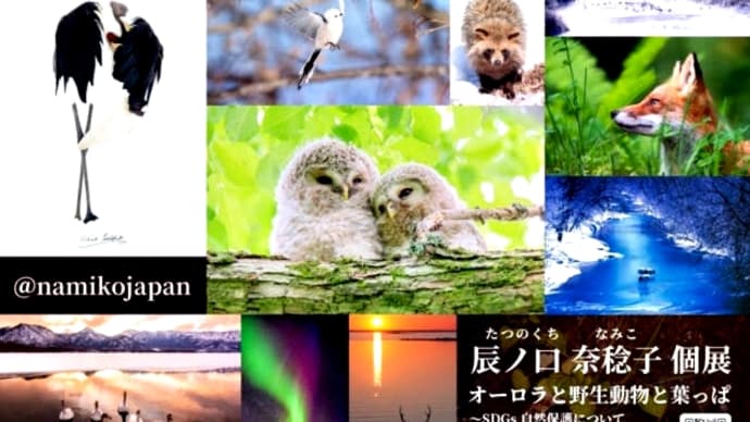 辰ノ口奈稔子個展 「オーロラと野生動物と葉っぱ～SDGs自然保護について 考える写真・動画展～」＠富士フイルムフォトサロン 札幌