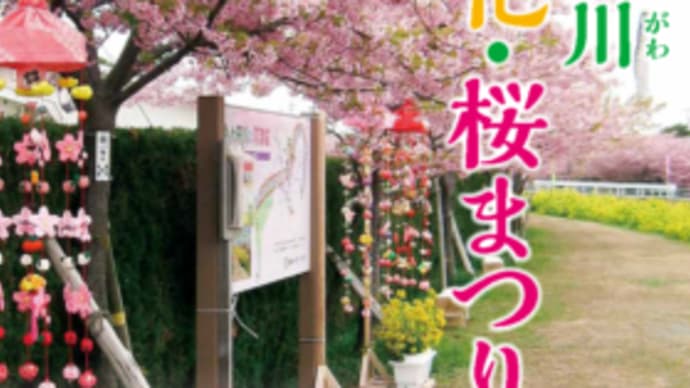 「免々田川　菜の花・桜まつり」 間もなくです
