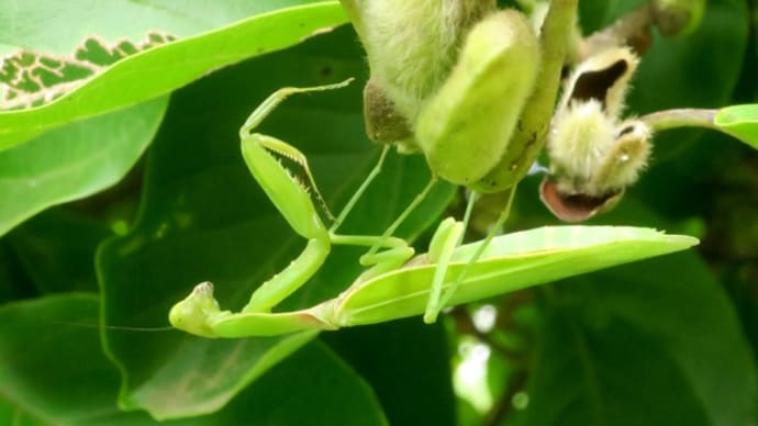 ハラビロカマキリ
