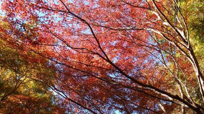 鳳来寺山の紅葉と豊橋でお食事してきました。