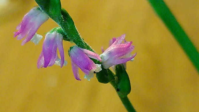 キラッと輝く「捩花(ネジバナ)」と「ネムノキの花」の不思議。