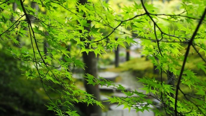 京都青もみじの頃 天授庵(南禅寺塔頭) 2019/6/10
