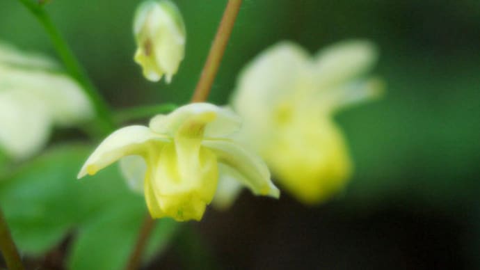 花撮り