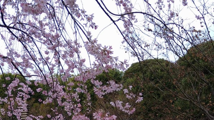 Lineで桜紀行してました…目白、池袋、宿河原あたり