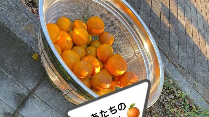娘ちゃんと★自宅用みかん収穫