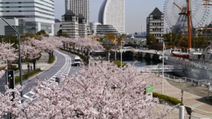 サクラが咲き出しました、交差点などでの車には要注意です。
