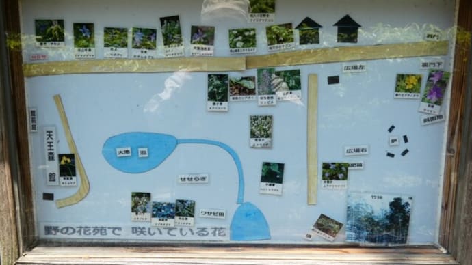 ・ 天王森泉公園 山野草 ② ヒトリシズカ フタリシズカ など (2022/05/19)