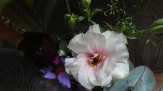 1月のお花が来ていたの~ お花がぐったりしていても 心配すること勿れ! です☆