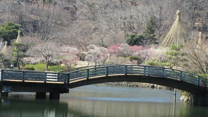 梅が満開の薬師池公園