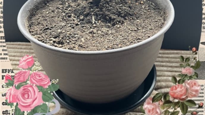 なんと新芽が🌱&満員御礼&不安