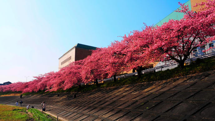 ❸葵桜 2025
