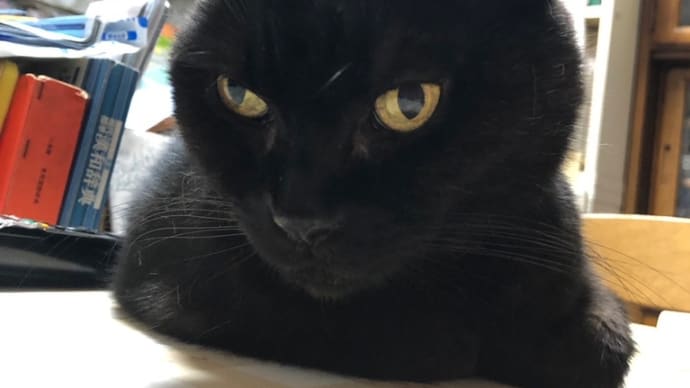 20230923の猫たちと時々犬