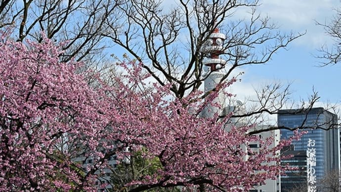 国会前の寒桜。