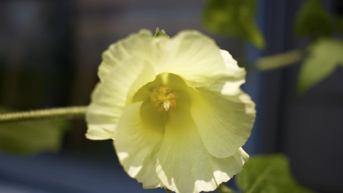 綿畑の日本の花達