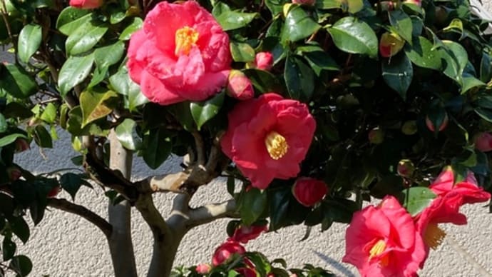 御上先生 と庭の椿が満開 疲れた時の天使にラブソングを