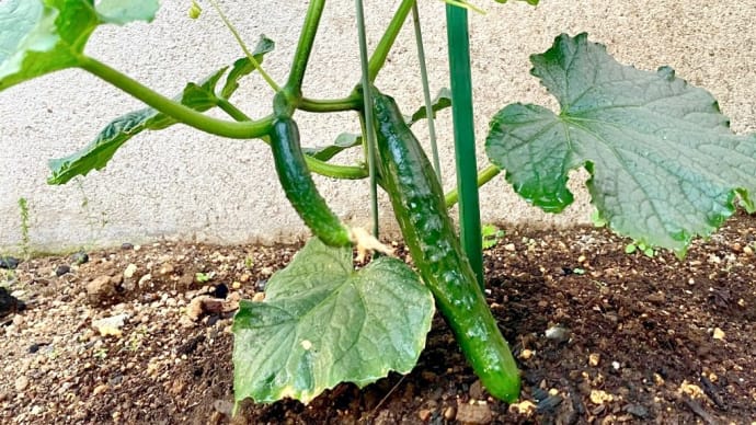 初きゅうり2025🥒