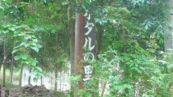 蛍の季節・・・蝶の里公園の・・・ホタルの里で・・・ホタルブクロに逢いました