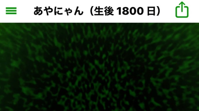 マリモのあやにゃん、1800日