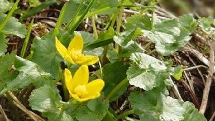 高山のお花(今年2度目の白山)