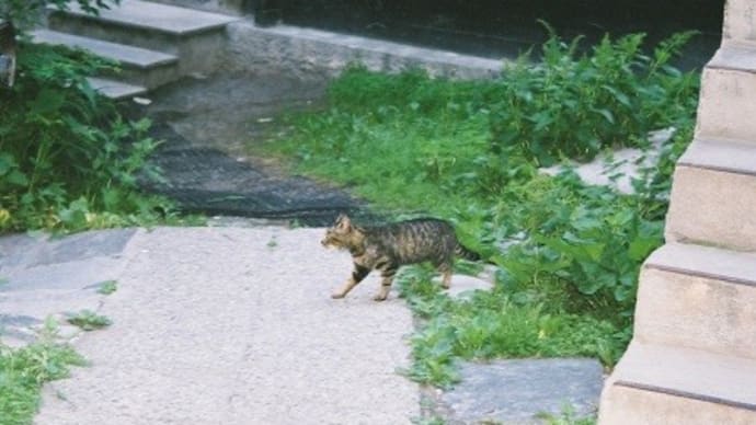 スイス 2003 ㉖ 氷河特急