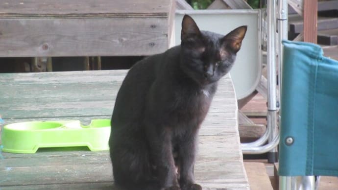 クロにゃんこの子猫は4匹だった!